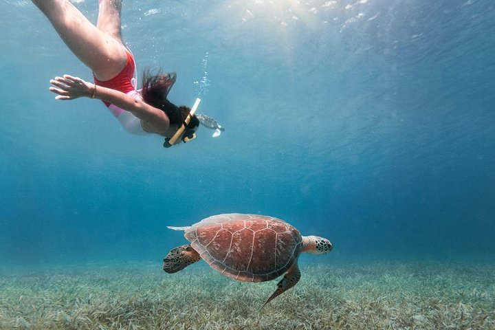 Culebra Island Snorkel with Turtles Adventure - Ferry Tickets Included - Photo 1 of 22